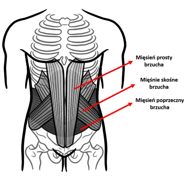 anatomia mięśni brzucha