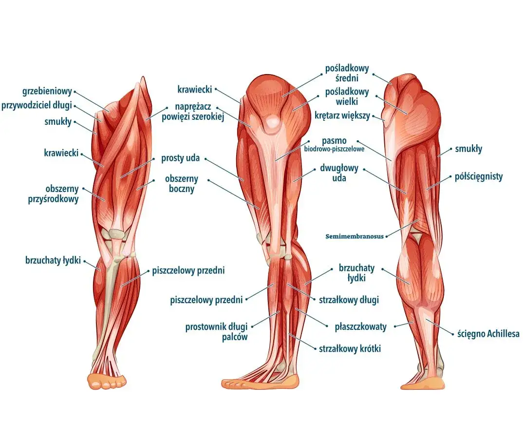anatomia mięśni nóg biegacza