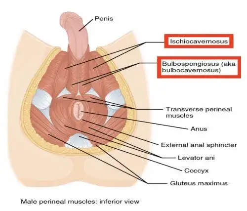 Anatomia mięśni dna miednicy mężczyzny