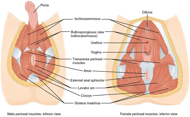 anatomia mięśni dna miednicy kobieta mężczyzna