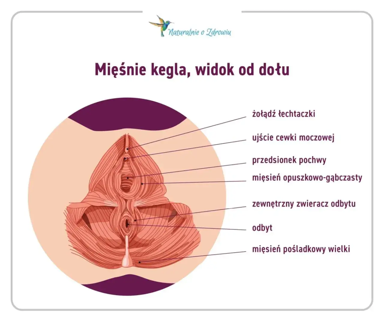 ćwiczenia kegla infografika